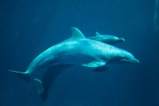 Japan aquariums turn to breeding dolphins instead of taking from wild