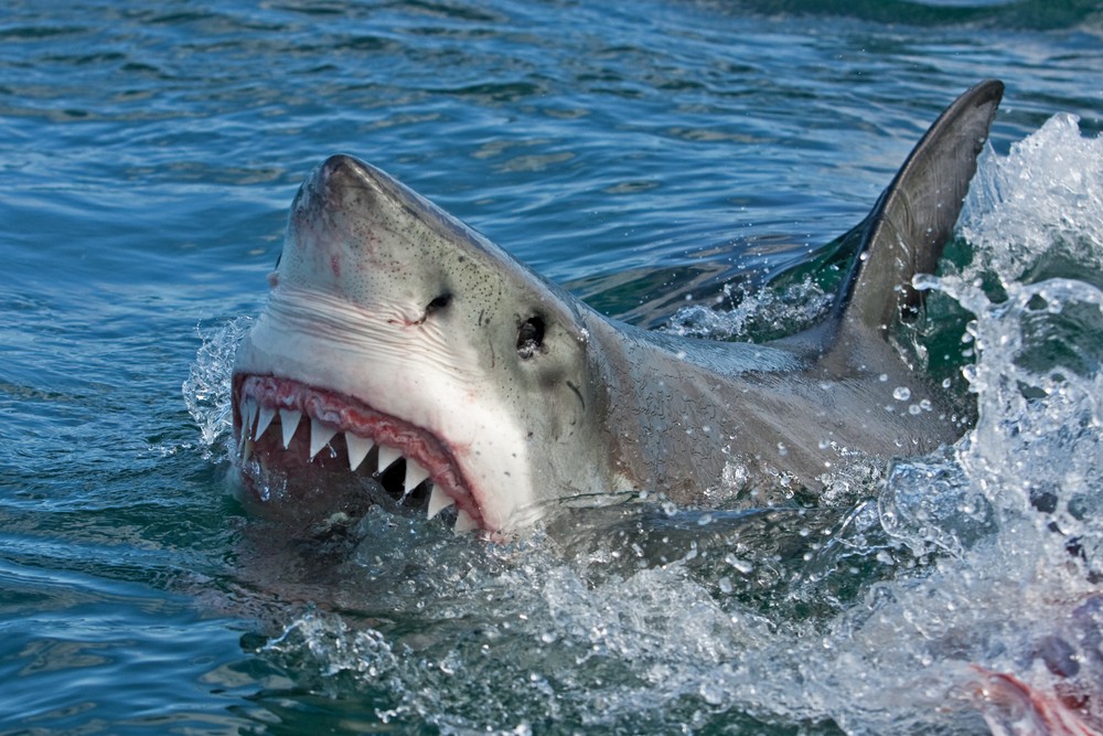 shark attacks surfer