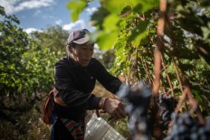 A farmer harvests grapes at the Ao Yun vineyards located beneath the Meili mountain in Adong, in southwestern China's Yunnan province on Oct. 10, 2018. 
