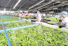 Full of bananas: Tadeco Banana Plantation workers at the
processing plant ready green bananas for export to countries
like Japan, Korea and Russia