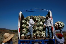 Farmers, also known as jimadores, load blue agave hearts onto a truck after harvest in Tequila, Jalisco, Mexico, on April 13, 2018. 