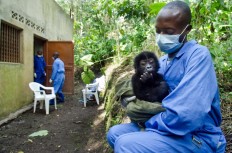 Fin whale, mountain gorilla populations rise amid conservation action