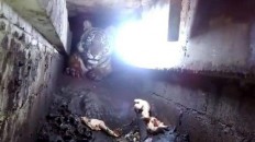 Wounded tiger rescued from traditional market on Riau islet