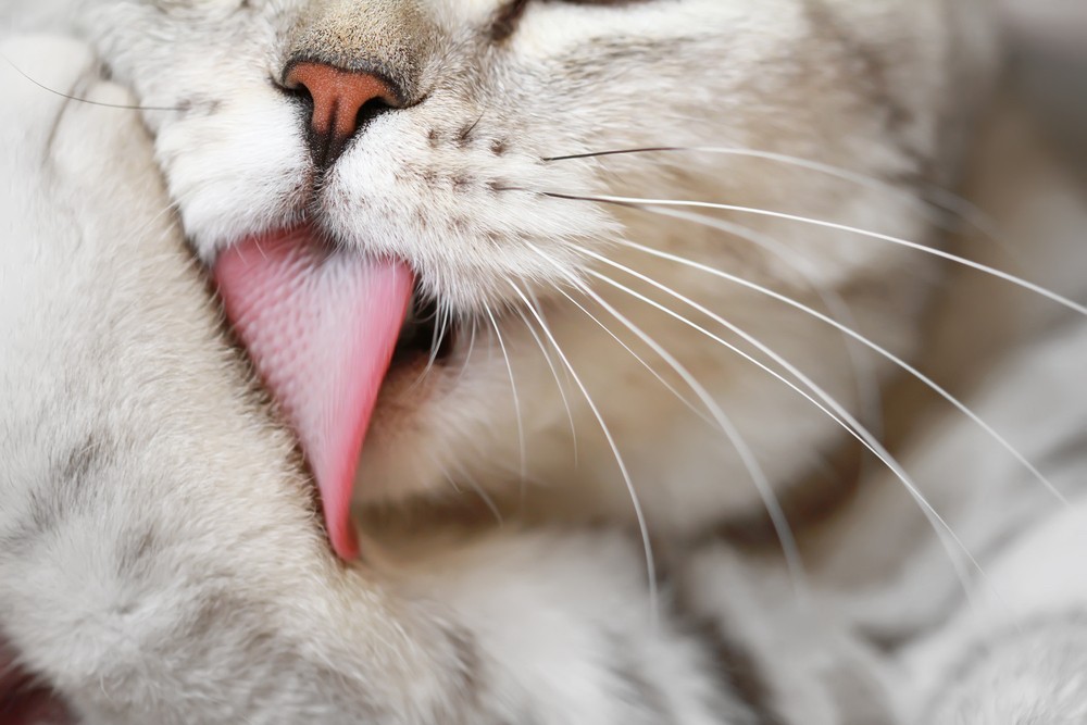 Lick Away The Science Behind Cats Self Grooming Science Tech The Jakarta Post