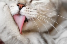 Lick away: The science behind cats' self-grooming 