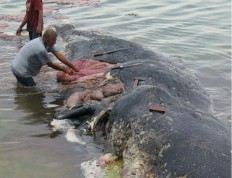 A sperm whale is found dead in Wakatobi National Park in Southeast Sulawesi on Sunday, Nov. 18, 2018.