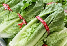 No tainted romaine lettuce in Indonesia, ministry assures