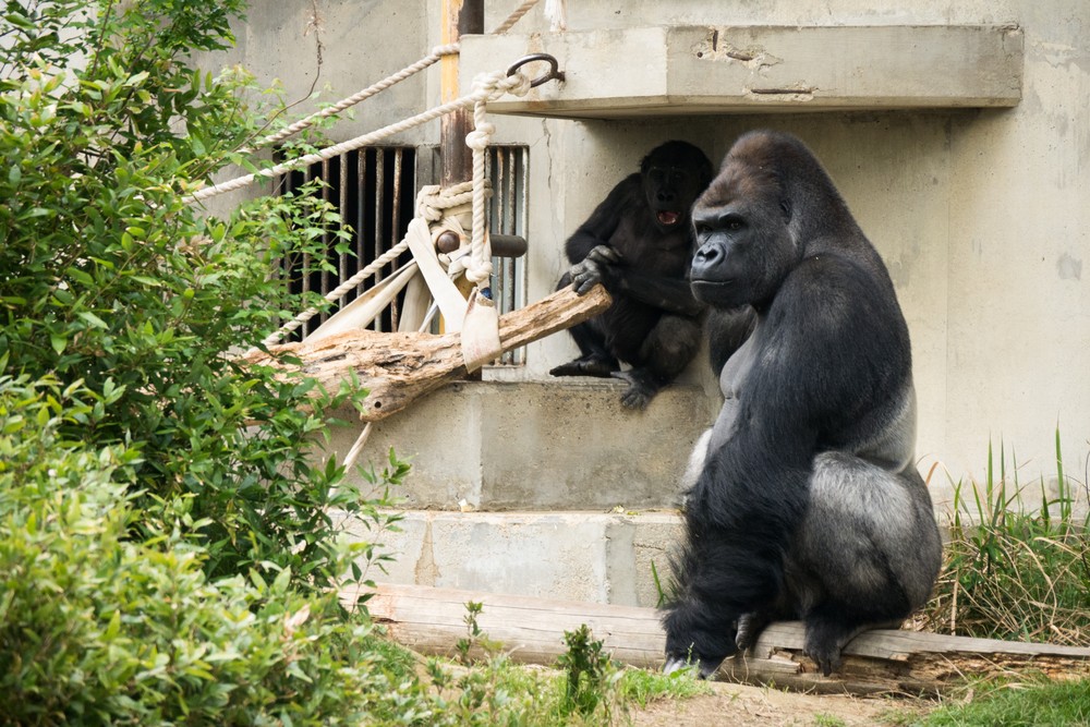 'Handsome' gorilla makes species most popular animals at Japan zoo