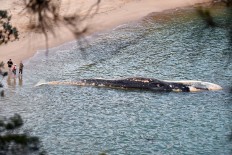145 whales die on remote New Zealand beach