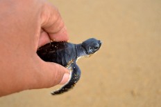 A green turtle hatchlings is ready to be released to the sea. JP/Severianus Endi