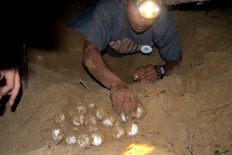 A volunteer collects turtle eggs laid on the sand, right after their mothers return to the sea. The eggs are stored in a hatchery on Sungai Belacan Beach until they hatch in 48-50 days. JP/Severianus Endi