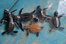 A brown scale turtle is among green turtle hatchlings before they are released to the sea. JP/Severianus Endi