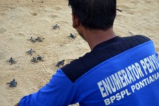 Pak Tam monitors turtle hatchlings before they reach the water. JP/Severianus Endi