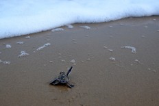 A green turtle hatchling tries to reach the water at the beach. JP/Severianus Endi