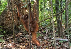 If we lose orangutans, we will lose forest too