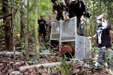 Climate change and future of orangutans