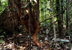 Freedom: A rescued orangutan begins climbing a tree after being released by the IAR team into the wild. JP/Dasril Roszandi