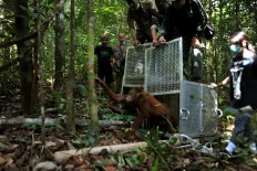 Welcome home: Members of the IAR team open the cage doors and two orangutans begin their first steps back into their natural habitat. JP/Dasril Roszandi
