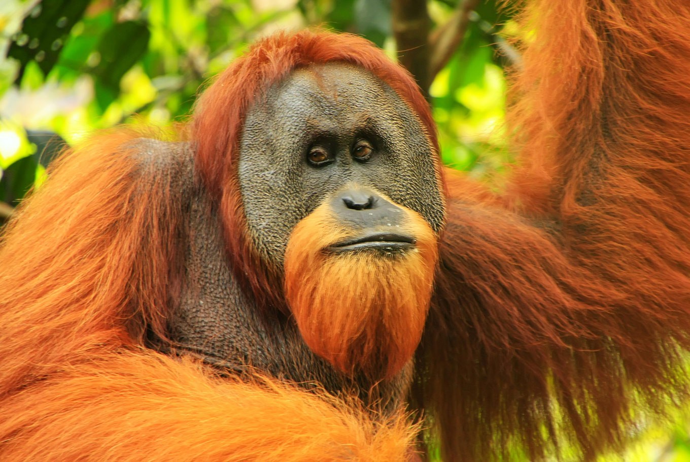 Baby orangutan  dies of hunger after mother shot and badly 