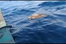 Thousand Islands sea water to be tested for oil spill