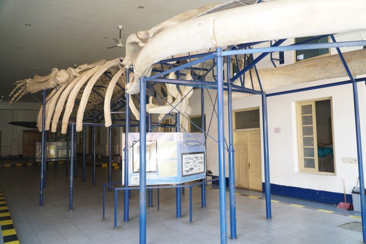 A blue whale skeleton in the Bogor Zoology Museum of the Bogor Botanical Gardens.