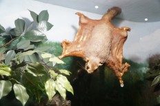 Bogor Zoology Museum celebrates 125th anniversary