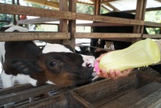Severe viral diarrhea attacks cattle in Keerom, Papua