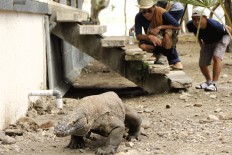 DNA test shows smuggled Komodo dragons not from national park