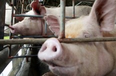 Philippines confirms first swine fever cases