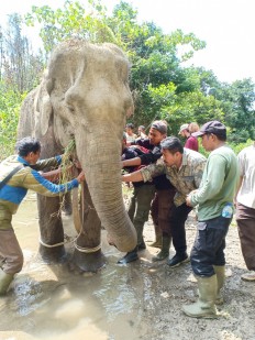 Injured Sumatran elephant rescued, fitted with tracker
