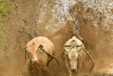 Wet-and-wild ride: Indonesia mud bull races not for faint of heart