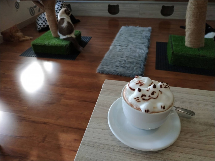 Visitors can enjoy the uniquely served hot chocolate at cat cafe Kopi Cat Groovy. 