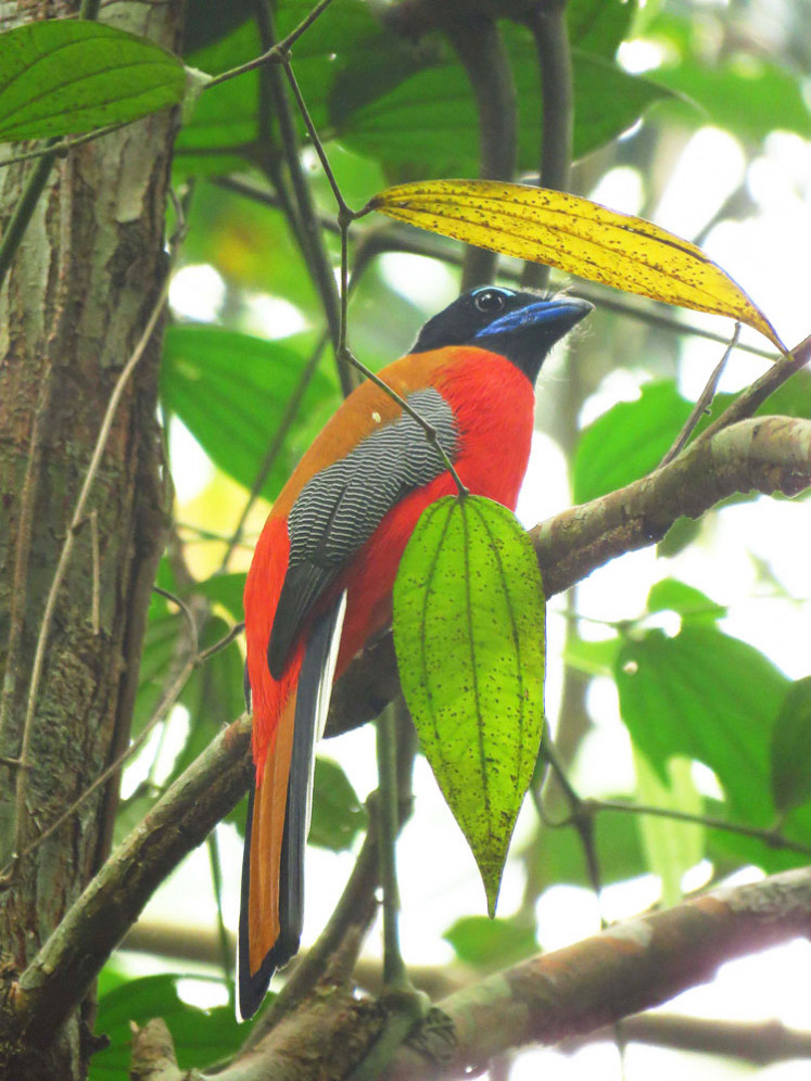 Rare bird: A male scarlet-rumped trogon, one of the resident species at RER Kampar Peninsula, is largely limited to closed-canopy lowland forest.