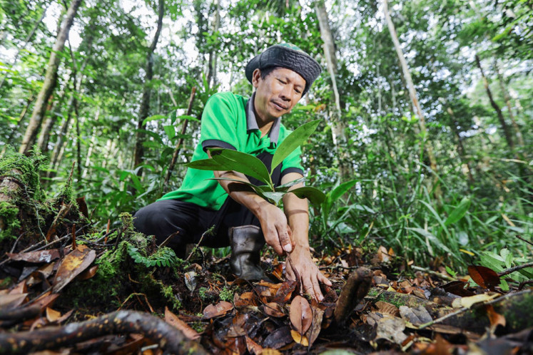 Restoration: Forest restoration at RER involves growing seedlings of native tree species from the forests it manages