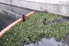 North Jakarta optimistic water hyacinth can curb pollution