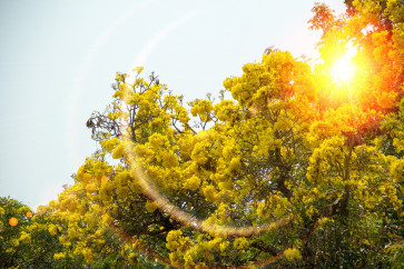 What to know about Surabaya's Tabebuya trees
