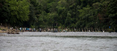Let’s catch: Aur Kuning villagers temporarily set fish barriers in the Subayang River at the start of the Mancokau Festival. JP/Tarko Sudiarno
