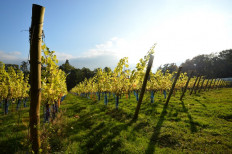A vineyard near Scaynes Hill, part of the wine department of Plumpton College in East Sussex on October 12, 2015. 