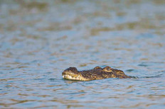 Crocodile appears in Nusakambangan waters, first sighting in 15 years