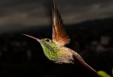 Hummingbirds thrive at innovative Mexico gardens