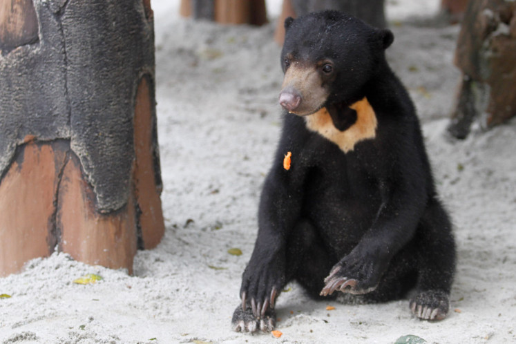 Bandung Zoo Celebrates Sun Bear's Birthday To Respond To Public Concern 