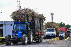 A photo taken on November 22, 2018, shows trucks carrying sugarcane at Omnicane Savannah Sugar Factory in l'Escalier, Mauritius. 