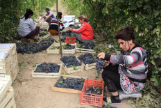 Workers sort grapes after picking from vines during the harvest at a vineyard outside the settlement of Zarkent, Uzbekistan, on September 20, 2018. 
