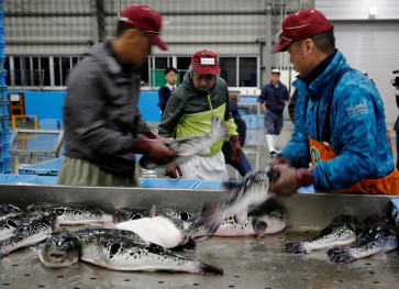 Climate change creates mutant fugu, a deadly Japanese delicacy
