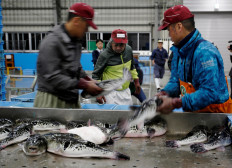 Fish handlers sort pufferfish before an early morning auction at Haedomari wholesale market in Shimonoseki, southern Japan November 13, 2018. 