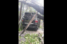 Uprooted trees in South Jakarta damage car, electricity cables