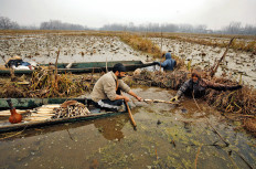 Men collect lotus roots from the waters of Anchar Lake on a cold winter day on the outskirts of Srinagar in the Indian state of Jammu and Kashmir.