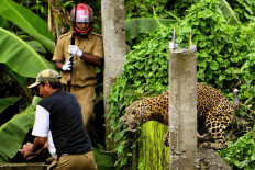 Meditating Buddhist monk killed in India leopard attack