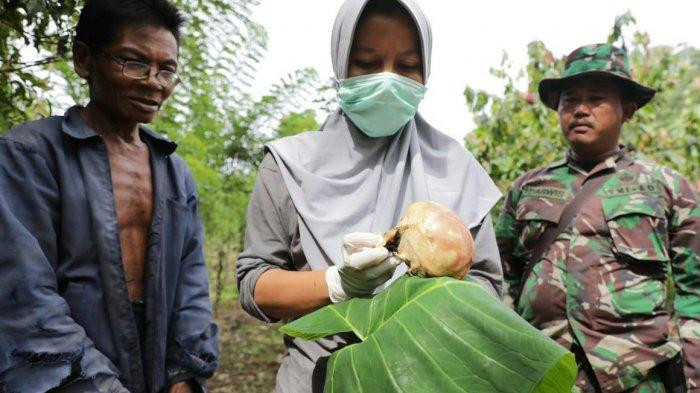 An official from a government team holds what is believed to be the skull of a baby orangutan in Rih Tengah village of Kutabuluh district, Karo regency, North Sumatra.