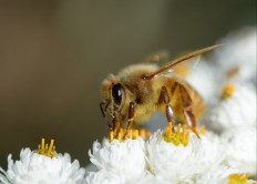 Scientists create bee vaccine to fight off 'insect apocalypse'
